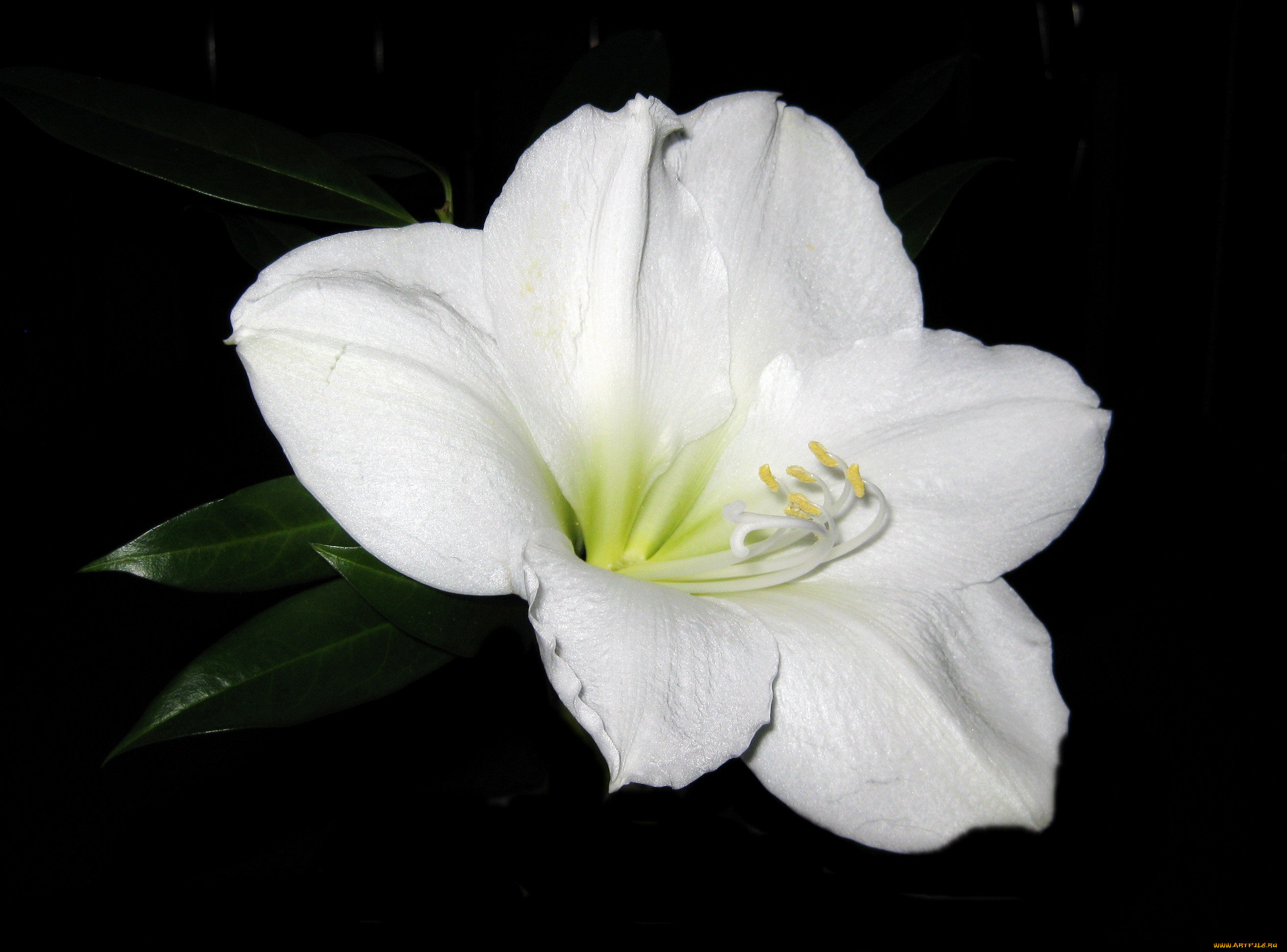 , ,  , amaryllis, , 